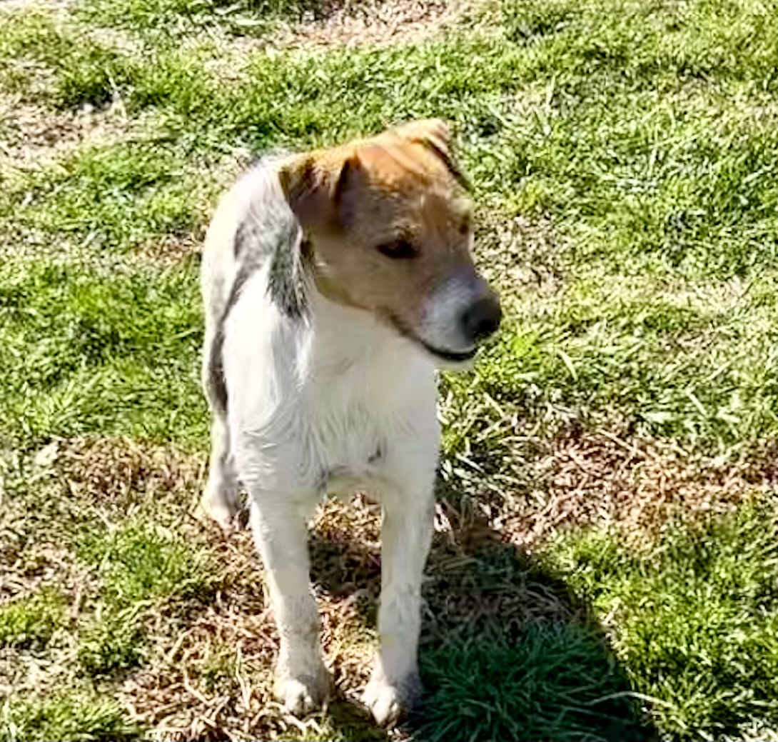 Sable