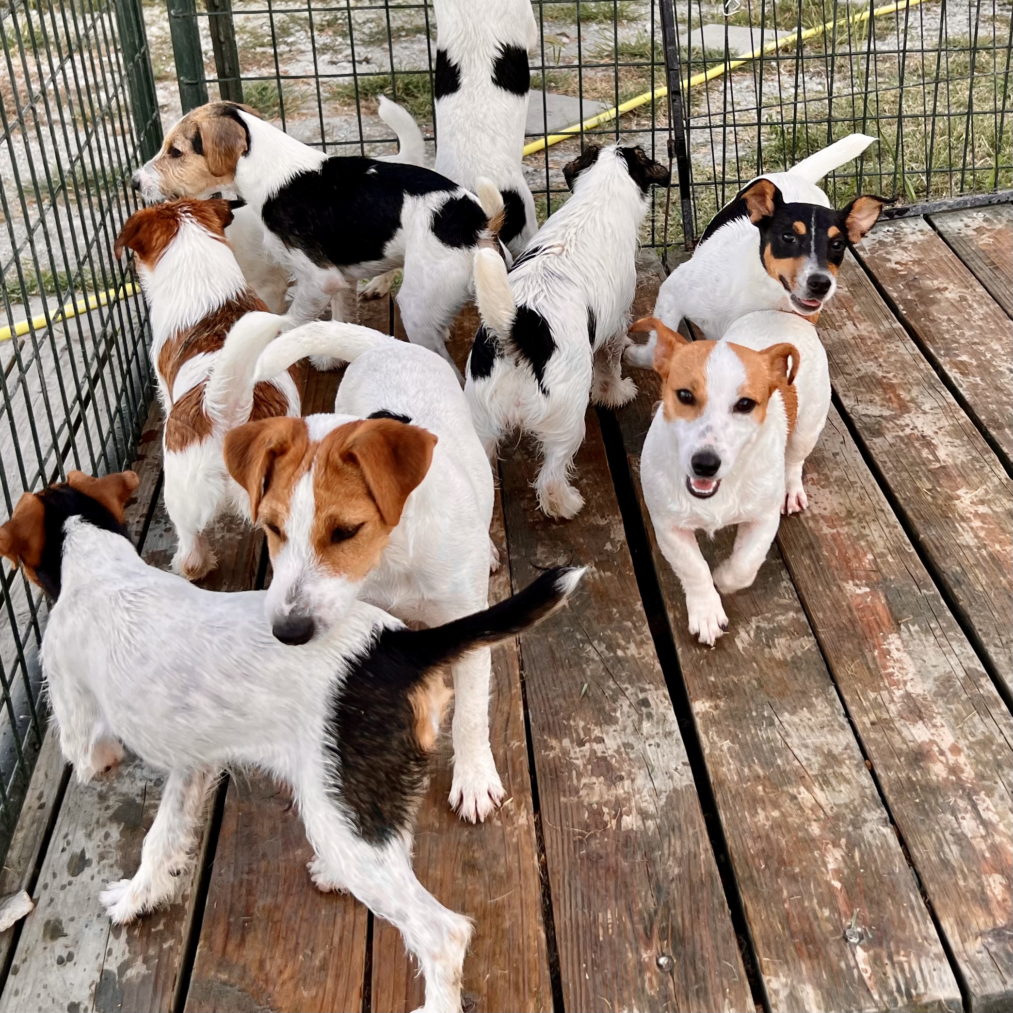 Dogs playing together