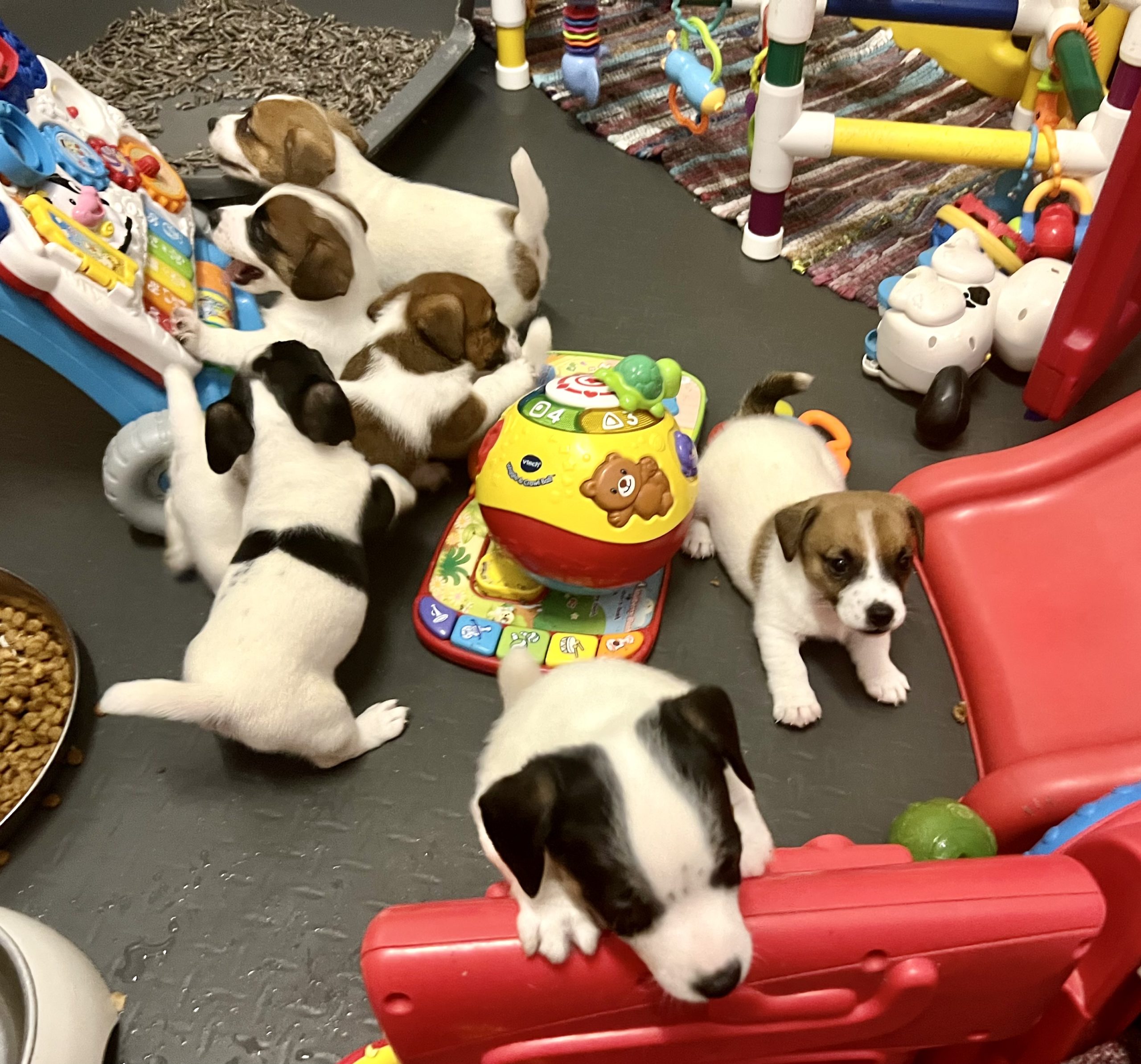 Dogs in the yard