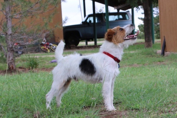 Dogs in the yard